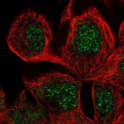 SCFD2 Antibody, Novus Biologicals:Antibodies:Primary Antibodies